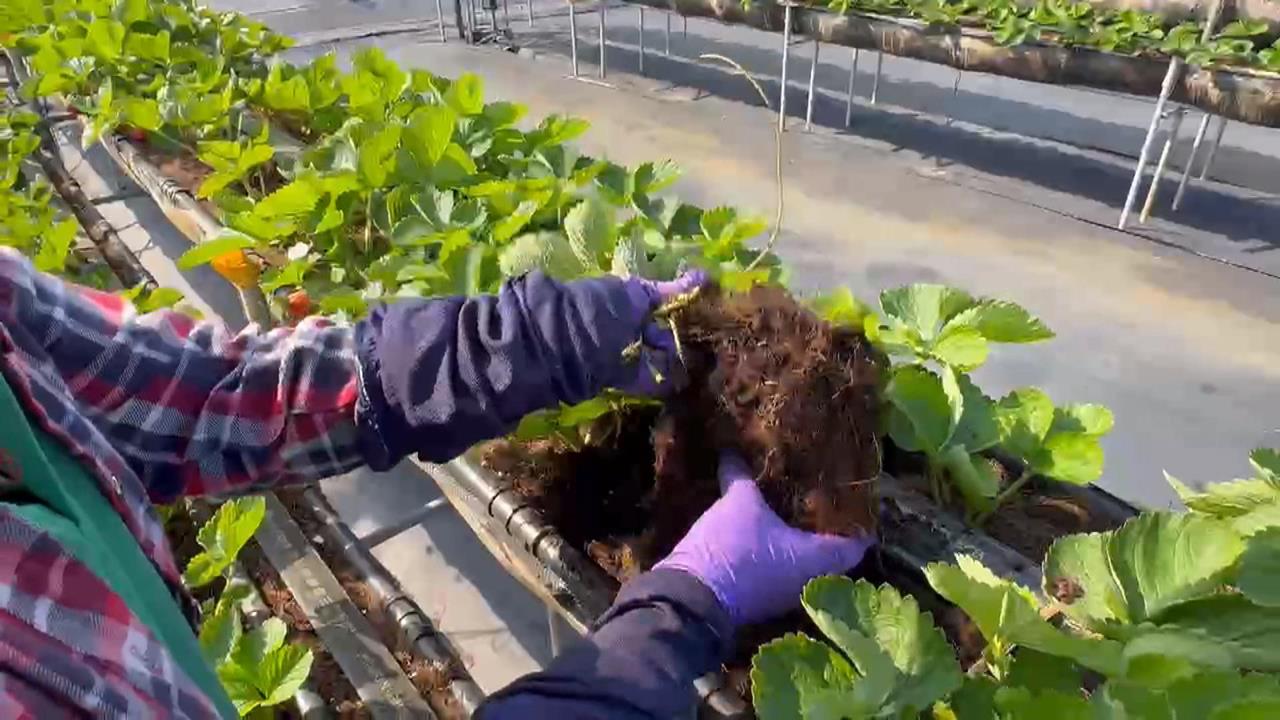 草莓生病了! 病毒肆虐+氣候變遷 產季延後「草莓減產5成」