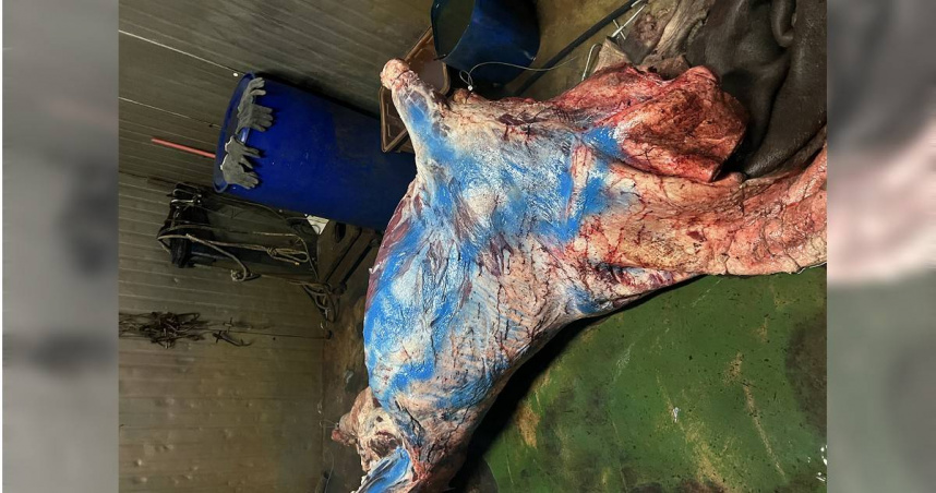 私宰牛竄北台1／病牛也殺！非法屠宰場藏山區　問題肉登餐桌早被吃下肚