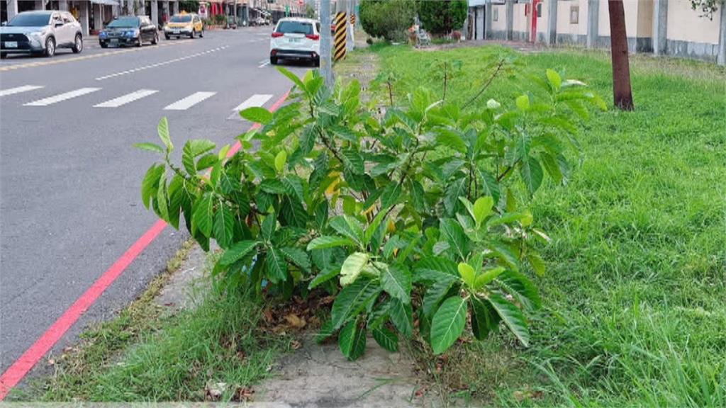 奇景！高雄馬路旁水溝竄出2米高樹叢　議員質疑：多久沒清淤？