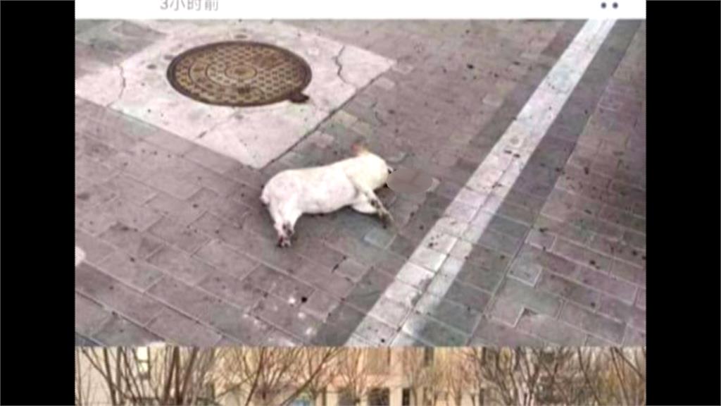 有專家稱寵物會染武漢肺炎 中國瘋傳「摔死貓狗」照片