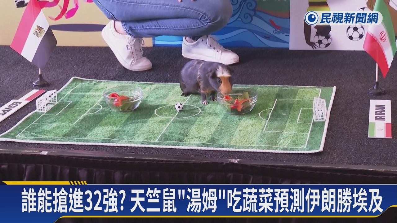 伊朗、埃及誰能搶進32強？　美國天竺鼠「湯姆」預測曝光
