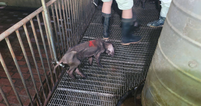 林口養豬場爆仔豬下痢死亡　動保處揭原因：環狀病毒、藍耳病混合感染