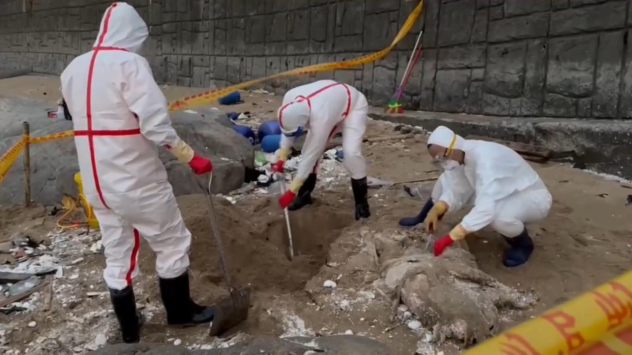 馬祖北竿沙灘死豬非洲豬瘟陽性 推測來自中國