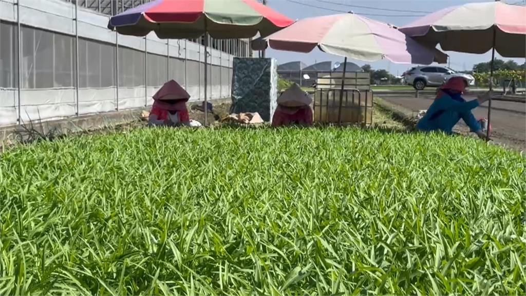 楊柳颱風進逼！　彰化農民忙搶收、加固瓜苗防災