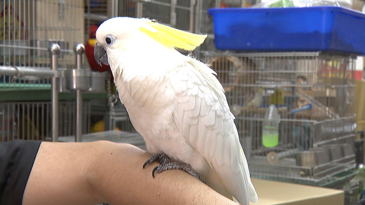 餵養鸚鵡台北夫妻爆衝突　男子拿保溫瓶狠砸妻子