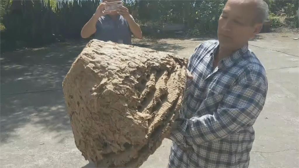 家中藏1公尺巨型蜂巢　24年除蟲專家見75000隻黃蜂驚：沒見過！
