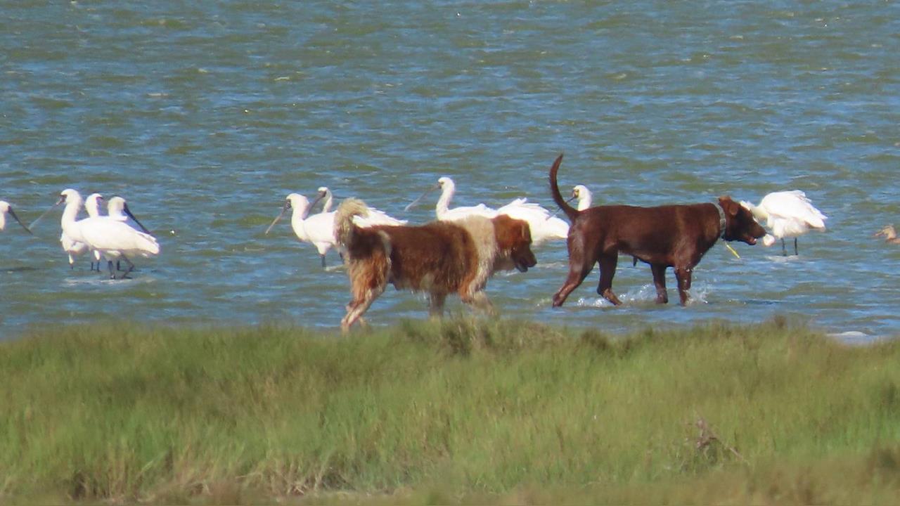 黑面琵鷺遷徙遭「流浪狗」危害　野狗追趕衝擊生態