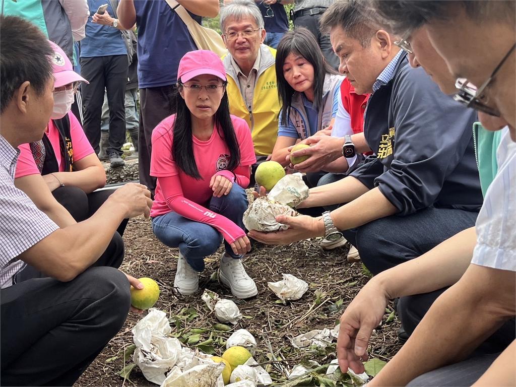 快新聞/東海岸農漁業損失慘重! 陳瑩嘆:採收期看到滿地落果很不捨