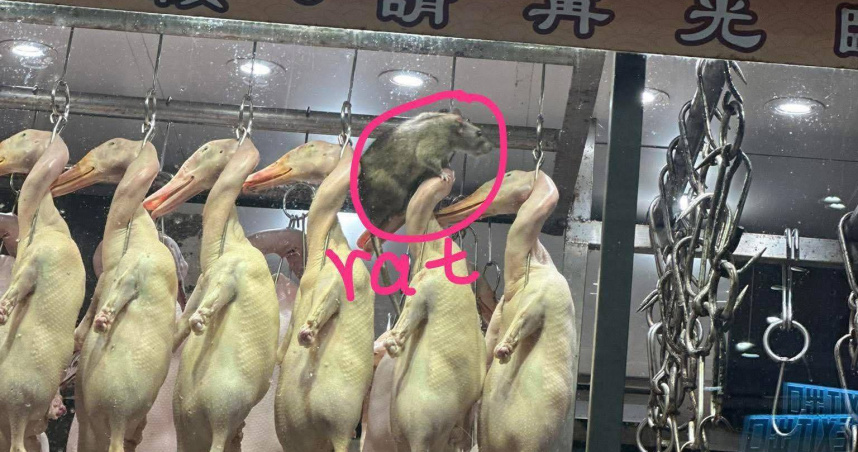 爬上燒鴨頂部四處張望　香港燒臘店驚見「肌肉老鼠」