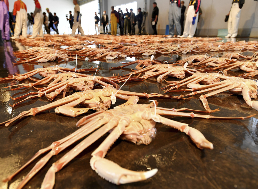 享口福！日本新潟中學營養午餐　「整隻松葉蟹」上桌