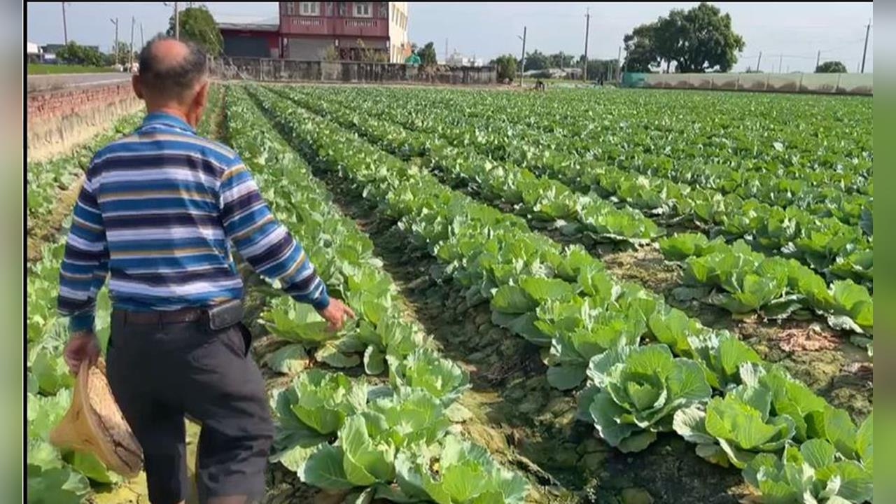 國民蔬菜高麗菜發出紅色警告! 農糧署示警「這情況」籲分散風險