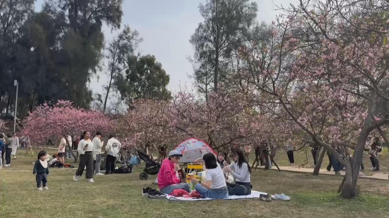 百年歷史新竹公園800株櫻花盛開　市長高虹安化身櫻花大使