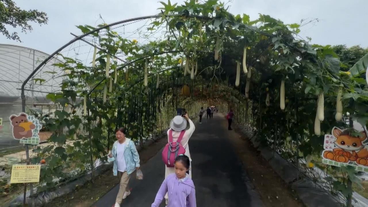 母親節週末吸遊客! 苗栗造橋南瓜節登場 200米南瓜隧道.巨型南瓜超吸睛