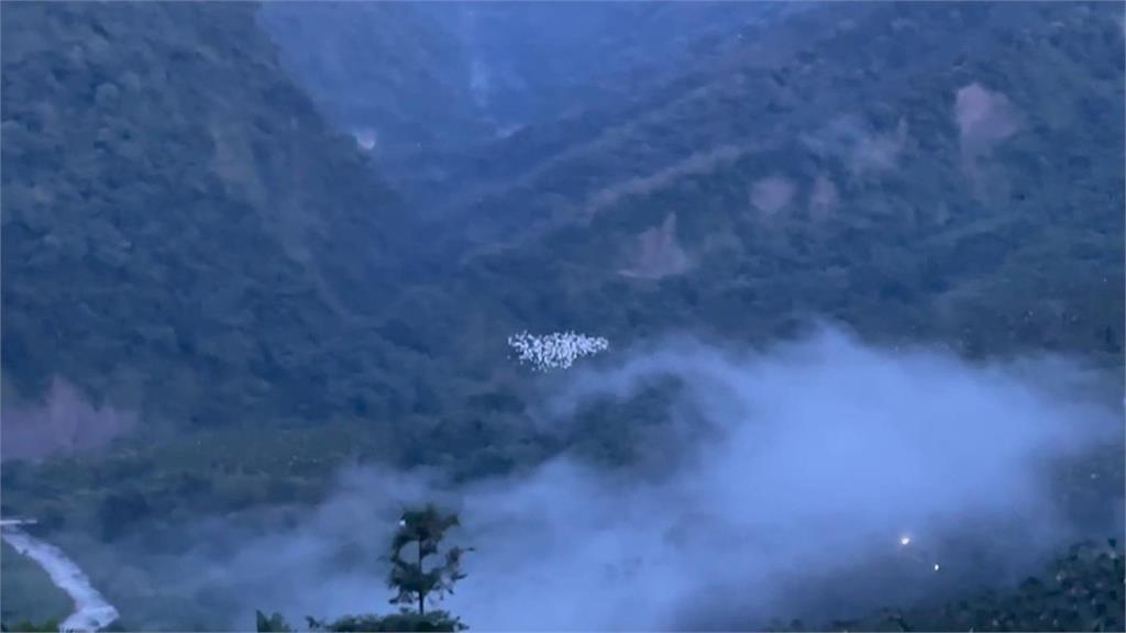 「黃頭鷺」過境雲林古坑樟湖　飛越山谷如白龍盤旋空中
