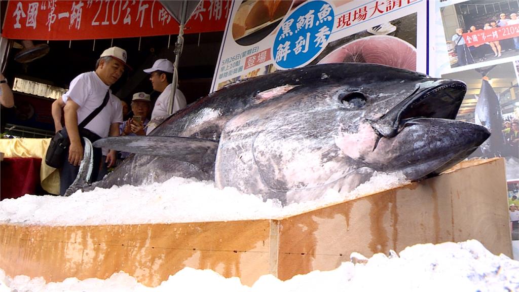 台灣漁業利益最大化 黑鮪魚配額換大目鮪1年