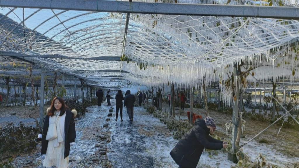 零下4.9度！武陵農場冰封絕美「水晶宮殿」曝掀網驚豔：心都飛了