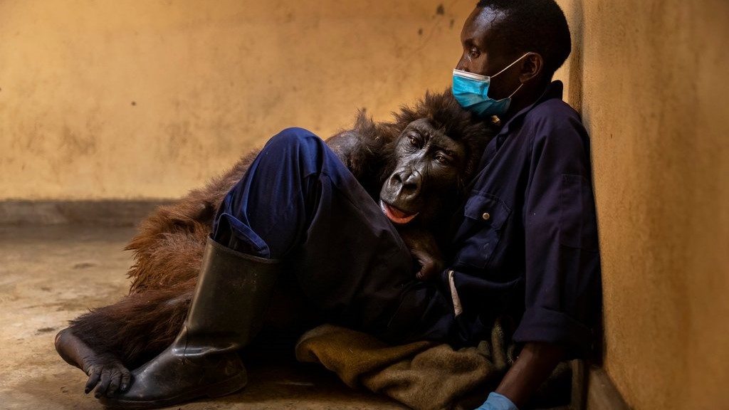 2週大成孤兒「全球最會玩自拍」大猩猩　病逝前躺保育員懷中惹哭網
