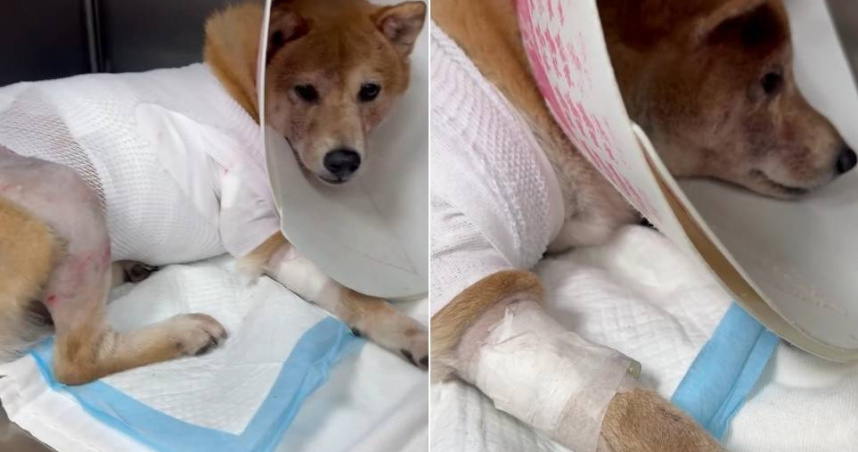 柴犬遭撕裂咬死…苦主身分曝「是國宴名店業者」　比特犬飼主喊告：打死我的狗