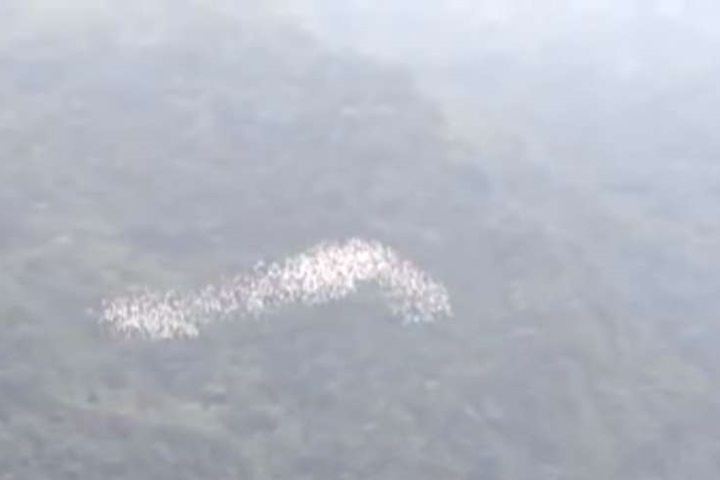 黃頭鷺遷徙高峰  目睹民眾驚嘆：壯觀！