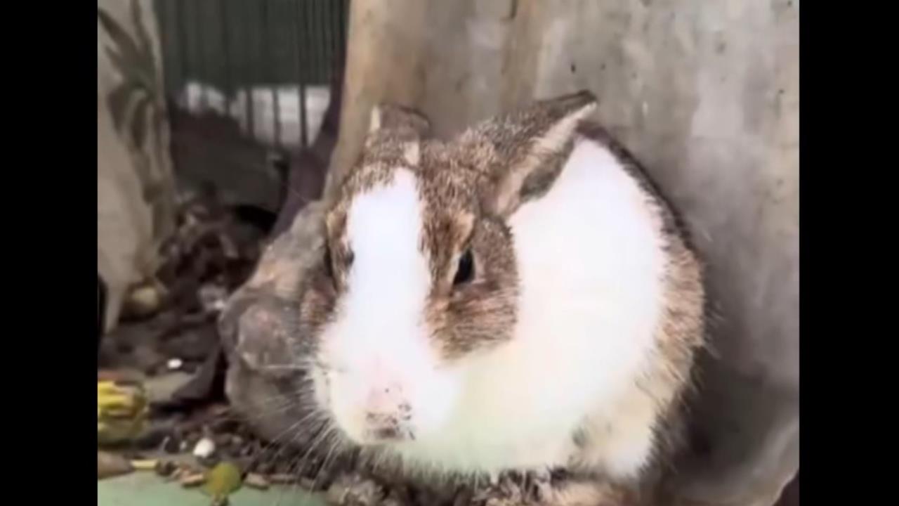 惡劣兔餐廳！非法展演大量病兔死亡　業者：生涯規劃停業
