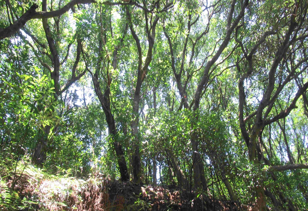 清明掃墓9成火災是人為　新北農業局警告：最高罰60萬＋刑責上身