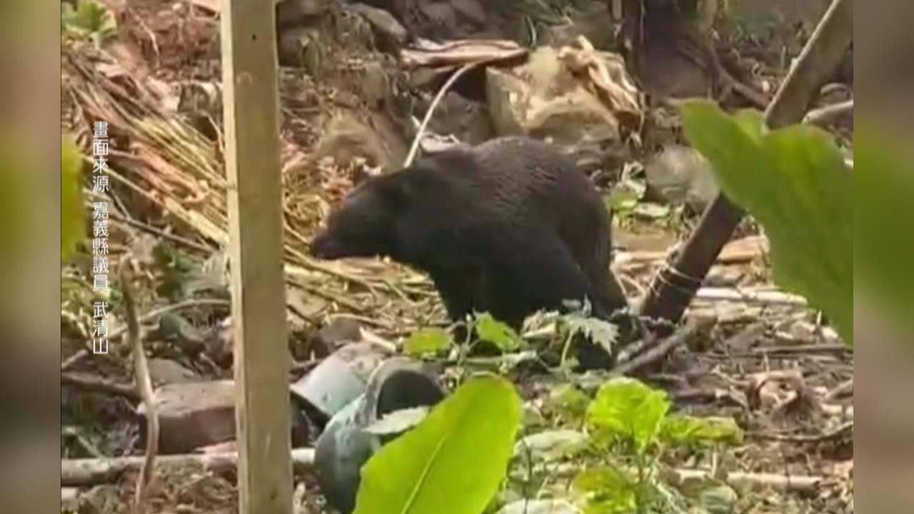 橫行阿里山工寮暴力覓食！　台灣黑熊「落網」林保署野放