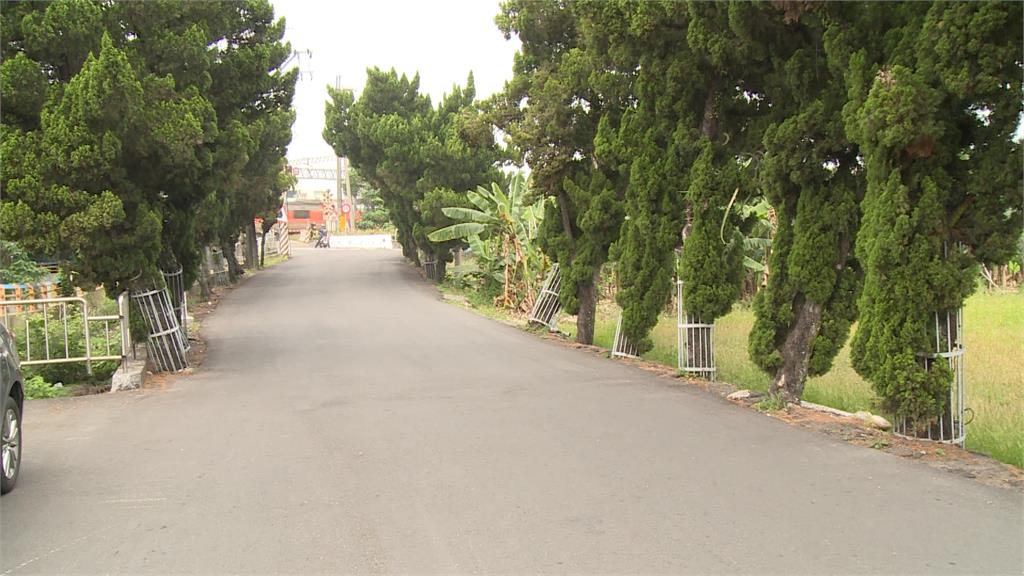 彰化囚樹奇景 整排龍柏樹圍鐵籠如坐牢