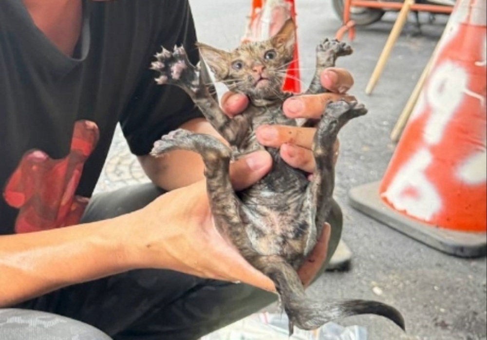 小小喵星人深陷水溝　新北動保處救援小貓獲新生