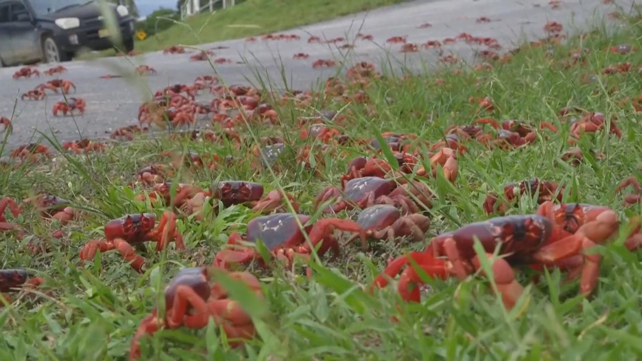 澳洲西澳耶誕島 紅蟹繁殖大軍佔領馬路鑽進家戶
