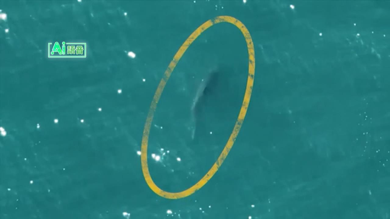 紐約海灘鯊魚出沒　無人機空中監控水域保護民眾