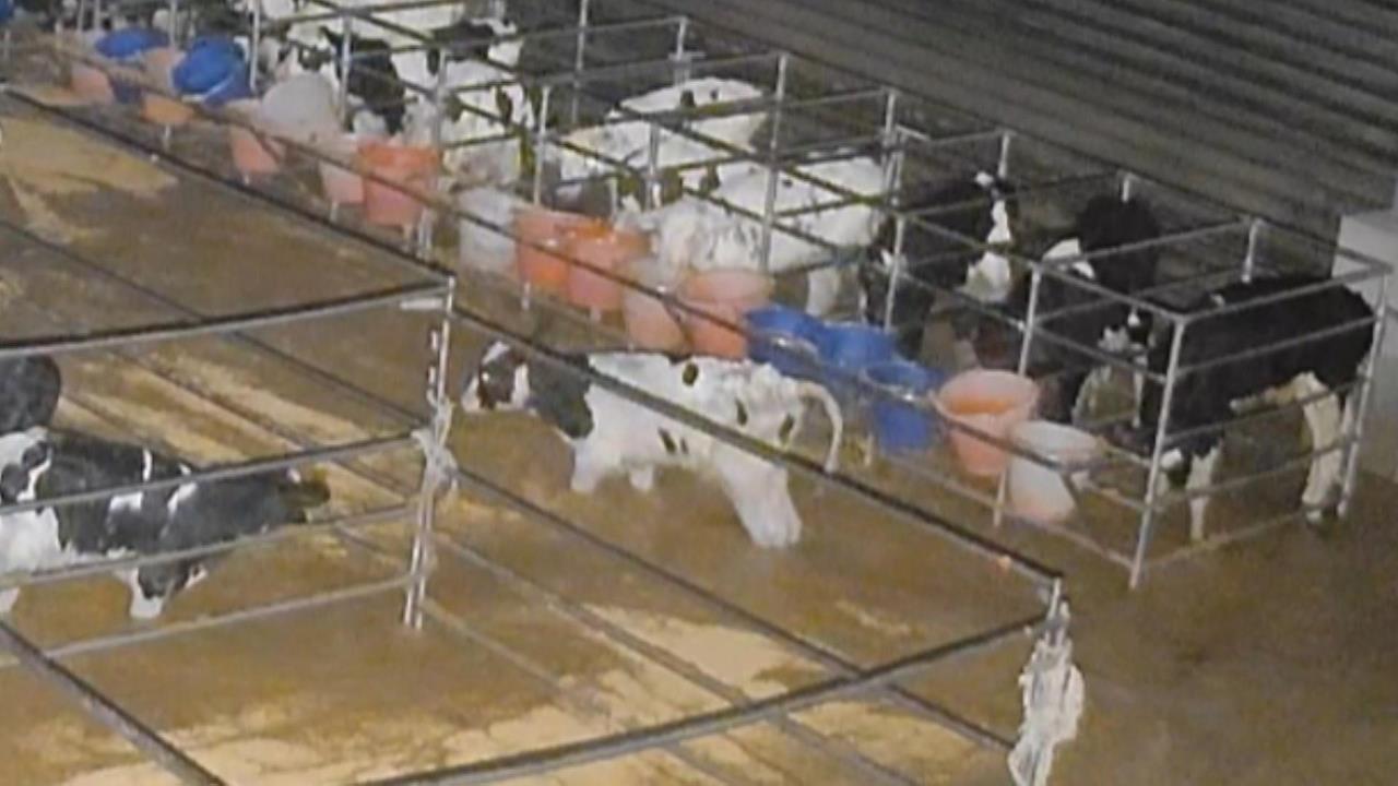 鳳林鎮乳牛變「水牛」　120隻乳牛被沖到太平洋！估損失破千萬