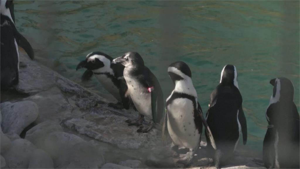 黑腳企鵝滅絕危機　保育團體發起「認養企鵝蛋」