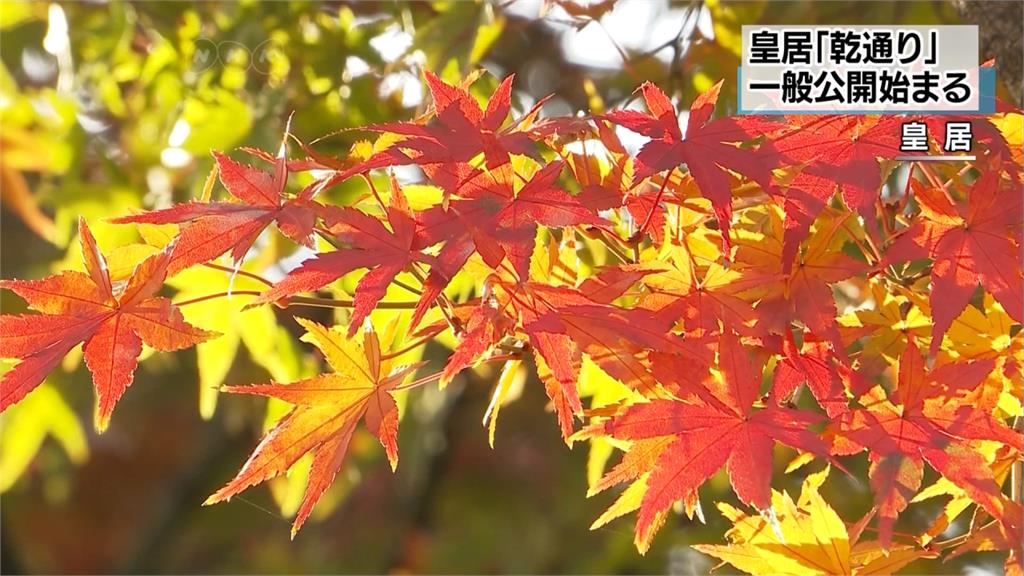 平成最後紅葉！東京皇居湧逾8千人賞楓潮