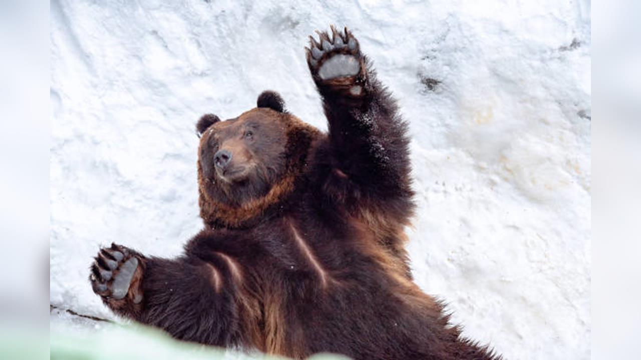 日本長野滑雪場傳熊出沒　意外引AI真偽口水戰