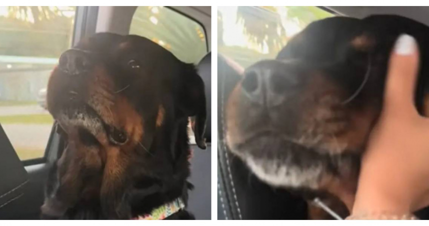 牠的夢只過了一天！浪犬體驗幸福後失落瞬間　短片上線後700萬人哭了