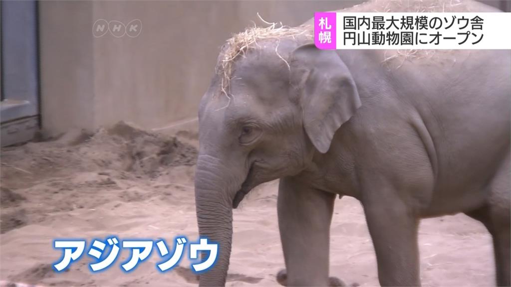 札幌圓山動物園打造最大象舍 盼成為繁殖基地