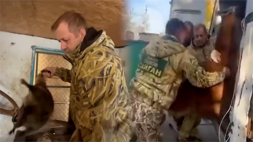 連動物都偷！俄軍撤離赫爾松徒手暴力掠奪浣熊　全程錄影還扯：人道救援