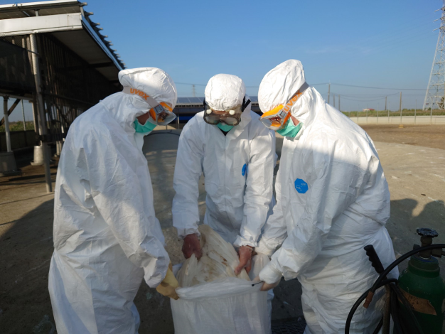 快新聞／台南佳里養鵝場感染禽流感H5N1　1088隻鵝被銷燬