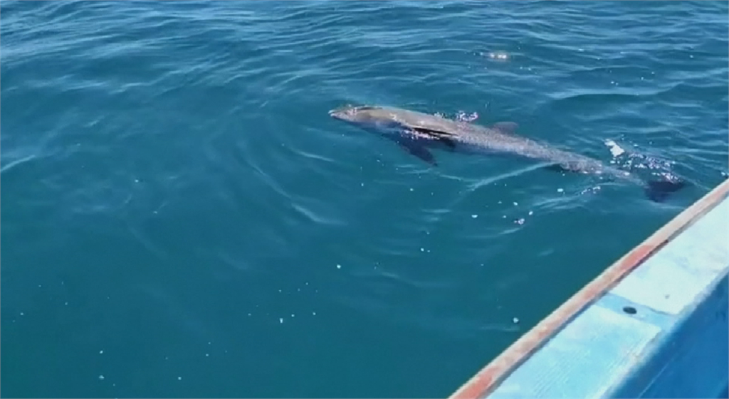 日貨輪漏油事件後 模里西斯傳出至少40隻海豚亡 