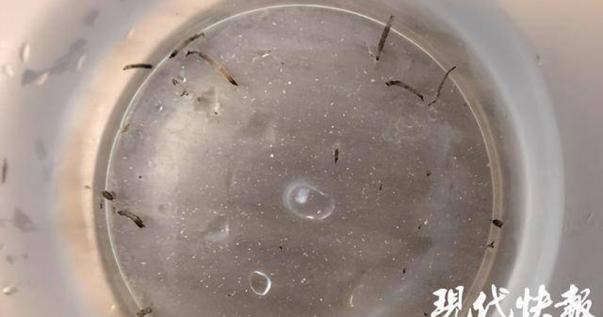 中國8歲女童「口吐活蟲」月餘　沒想到真凶竟是「牠」