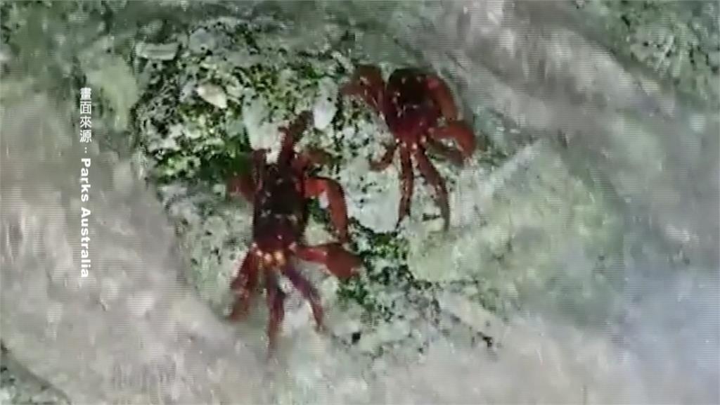 終於可以生了！耶誕島首批母紅蟹抵海邊「卸貨」