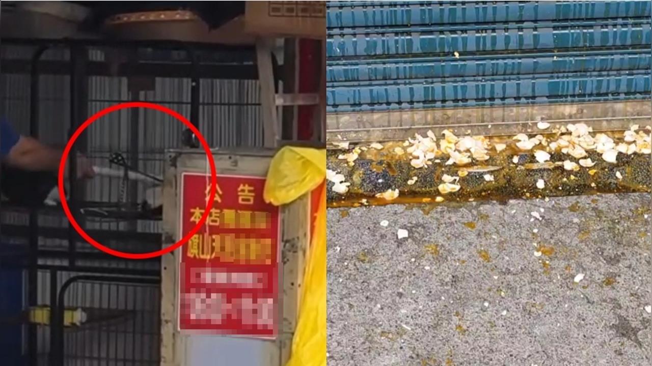 長棍狂戳猛敲「籠中小貓嘶吼逃竄」！碗粿店老闆涉虐貓畫面曝⋯網氣炸「蛋洗」門口