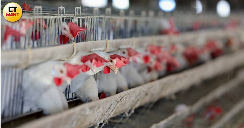 文雅畜牧場又驗出芬普尼雞蛋　農業部：重罰移送檢調