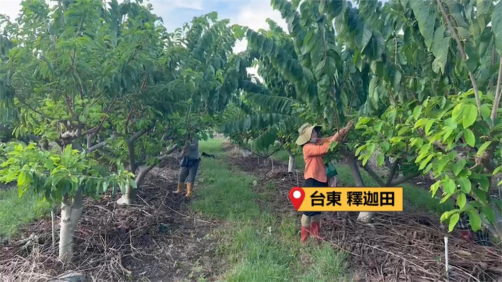 康芮近逼台灣！　花東漁船進港避颱、釋迦農忙授粉