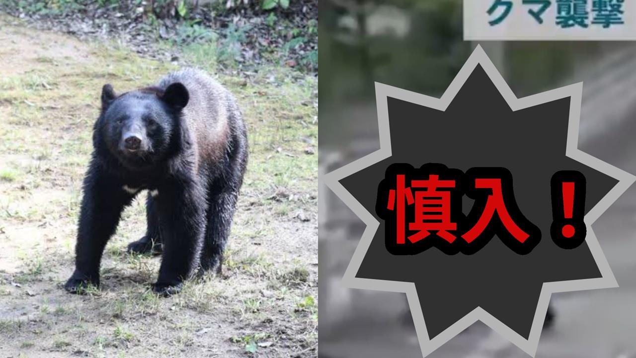 日本大量黑熊闖市區已釀12死!送報員遭偷襲倒地「啃咬14秒」完整畫面曝光