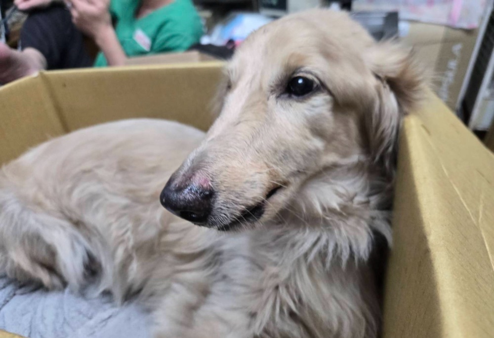 臘腸犬墜落重傷痛苦哀嚎　新北動保處重罰飼主12萬8千元