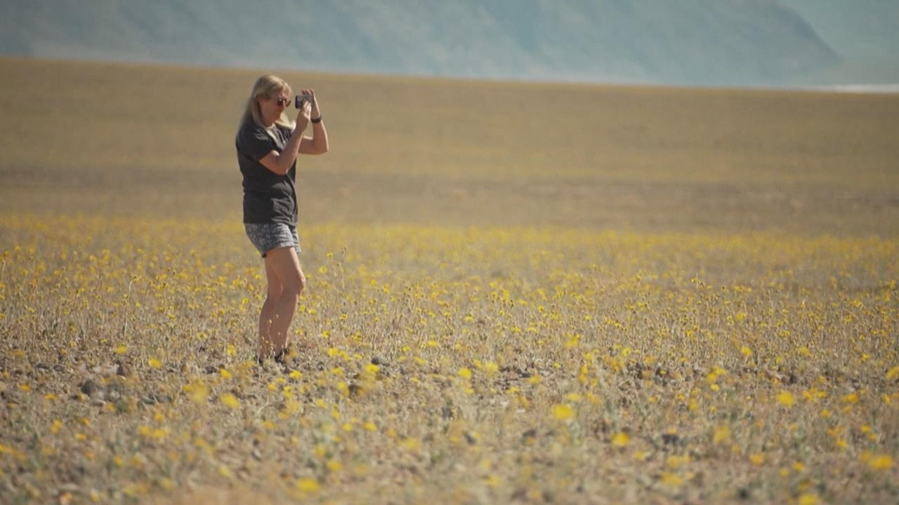 睽違10年「超級花海」! 美國死亡谷罕見綻「金黃色花毯」