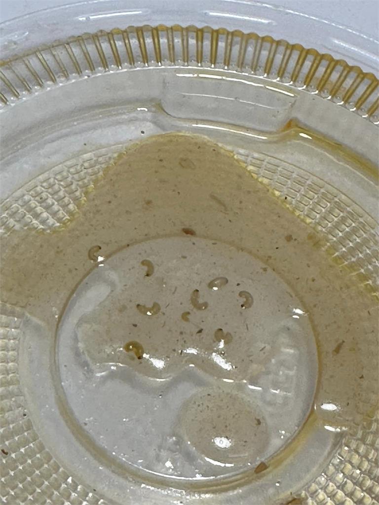 逛籃筐會買大腸麵線回家吃　噁！民眾吃到一半竟發現有蛆