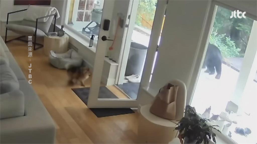 小狗立大功！ 博美犬勇敢吠叫驅趕闖入黑熊守護主人