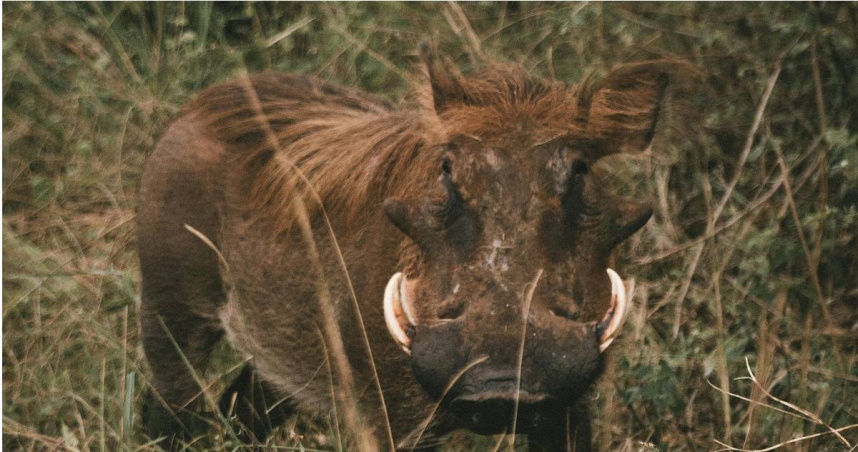 野豬游泳「脫北」登上南韓小青島！2個月後遭獵人射殺